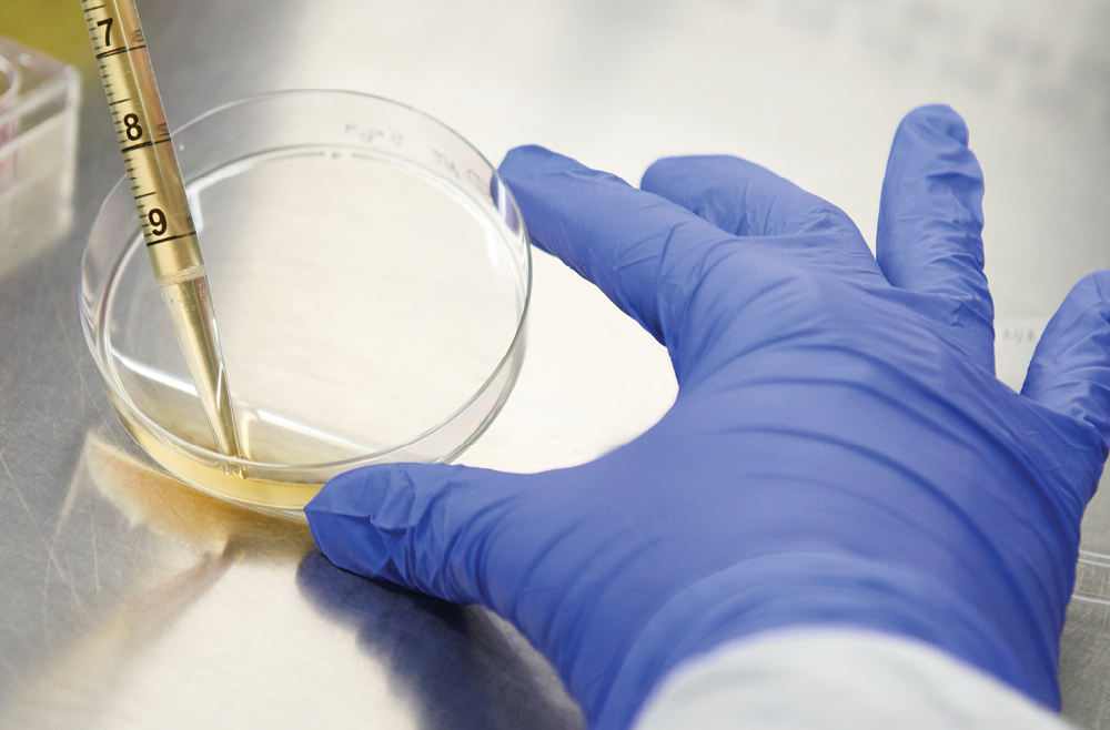 A gloved hand holds a petri dish